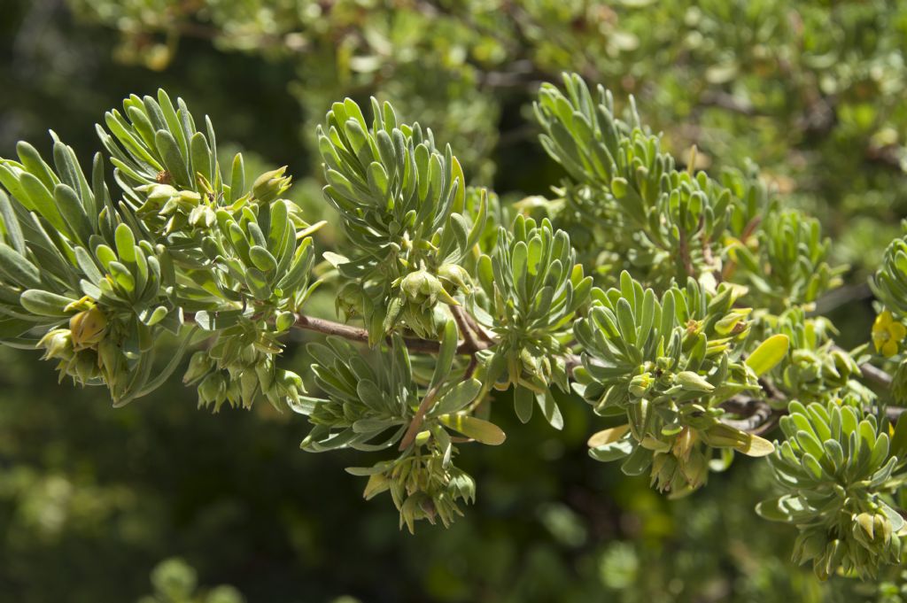 Suriana maritima (Surianaceae)  - Mauritius